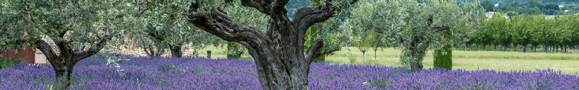 Image de couverture de CAP 13 Immobilier