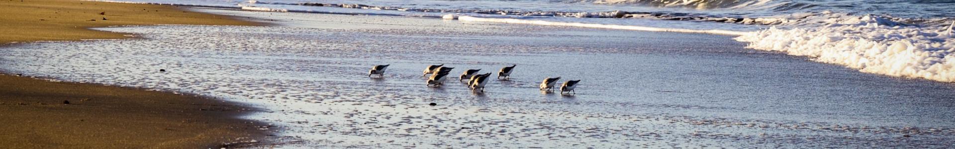 image de couverture de Era Cap Landes
